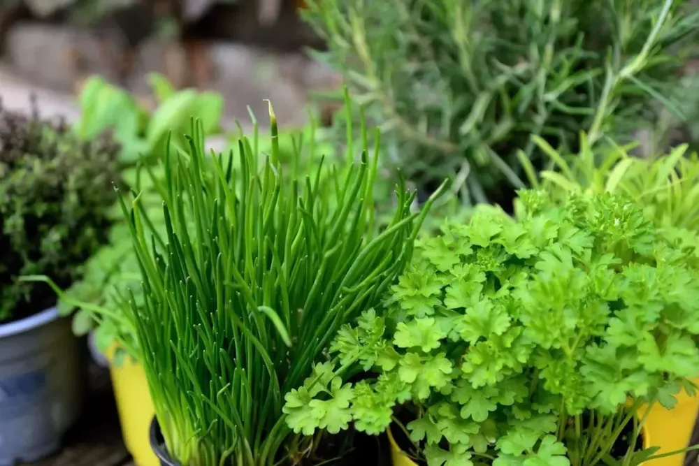 Vente de plantes aromatiques à Hyères