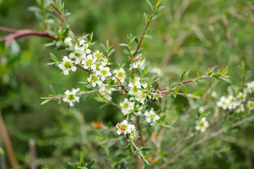 aromatiques (2)