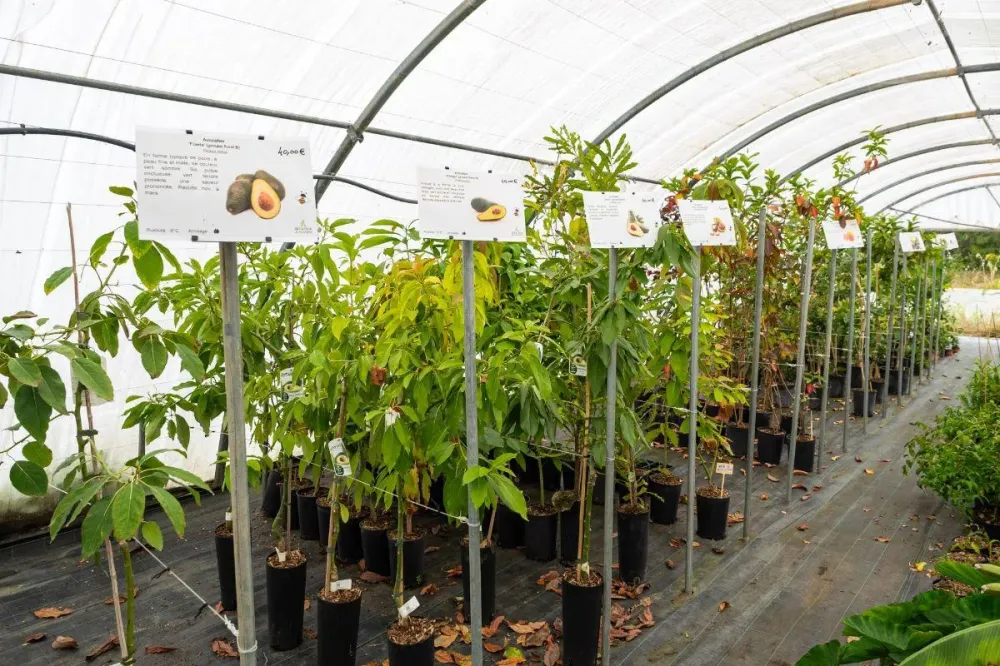 Vente de plants potagers à Hyères